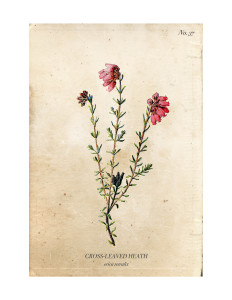 Cross-Leaved-Heath-Vintage-Wild-Flower-Botanical-Print-Free-A-Burst-of-Beautiful