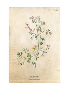 Fumitory-Vintage-Wild-Flower-Botanical-Print-Free-A-Burst-of-Beautiful