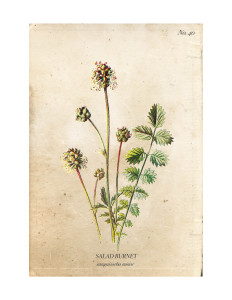 Salad-Burnet-Vintage-Wild-Flower-Botanical-Print-Free-A-Burst-of-Beautiful
